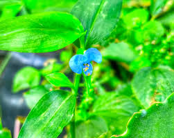 Image result for Commelina albescens