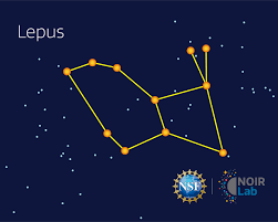 Image result for Leptaulus