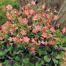 Feb 15, 2021 · another good place to find oxalis for sale is your local farmer's market, especially as spring approaches. Oxalis Tetraphylla Iron Cross Thompson Morgan