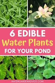 6 edible water plants for your pond pond plants water plants water garden