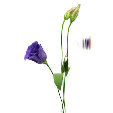 Image result for eustoma Balboa