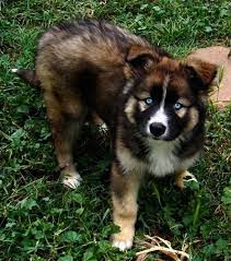 They are highly intelligent, loyal, and energetic. Gerberian Shepsky Dog Breed Pictures 2