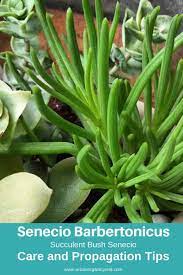 There are so many types of succulents, choosing the best for your unique needs and interests can be a challenge. 63 Types Of Succulents With Pictures Details Care Tips