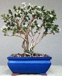 I'm pruning my dense umbrella shaped canopy to create a more natural looking miniature tropical bonsai.the tree is a serissa foetida and it is styled to. Picture 6 My Serissa Pre Bonsai Is Blooming After Some Really Hard Pruning It S Bouncing Back Nicely Only Flowering Bonsai Tree Bonsai Garden Bonsai Tree