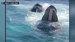 Humpback whales are a cosmopolitan species, found in most of the world's oceans. Scientists Excited About Humpback Whales Singing In Waters Off New York City Cbs New York