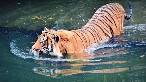 Evolves into fishman cat at level 30 using catfruit. Why Can Tigers Swim How It Works