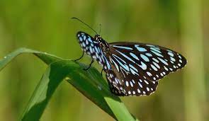 Australian Blue Tiger Butterfly Beautiful Butterflies Birds Bees Butterflies Butterfly