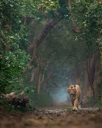Nature Wild Animals Photography Animal Photography Nature Animals