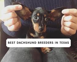 All of our dogs are raised in our home as part of our family. 8 Best Dachshund Breeders In Texas 2021 We Love Doodles