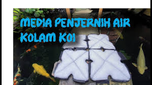 Nah, dengan adanya bahan penjernihan kolam ikan koi ini diharapkan dapat dirasakan kemanfaatannya. Media Penjernih Air Rahasia Kolam Koi Jernih Bagian 4 Tutorial Kolam Koi 23 Youtube