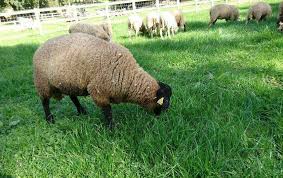 Le calendrier des fêtes musulmanes sera fixé à l'avance, a annoncé jeudi matin sur france info mohammed moussaoui, président du conseil français du culte musulman cfcm. 14 Moutons 1 Chevre Saisis Dans Des Fondation Brigitte Bardot Facebook