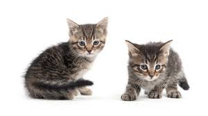 Dream Dictionary What It Means To Dream About Cats