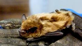 Movie Night: The Invisible Mammal