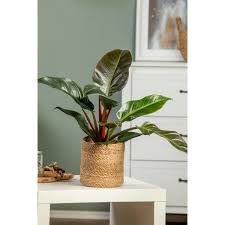 Image result for Filodendron Philodendron