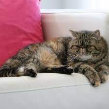 If you find the prospect of litter training a little daunting, you may want to consider buying an older exotic cat. Exotic Shorthair