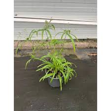Image result for Cyperus tenax