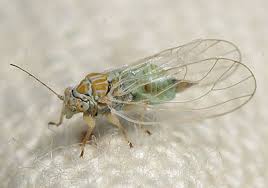 Image result for Palisota ambigua