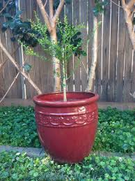 We did not find results for: Tips For Growing Native Finger Limes Small Green Things