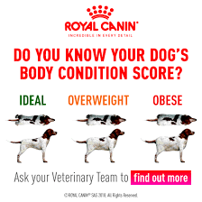 body condition scoring the healthy pet club