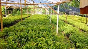 Pohon flamboyan (delonix regia) merupakan tanaman hias yang memiliki bunga yang sangat cantik dan indah untuk dinikmati di halaman rumah atau sepanjang jalan. Tanaman Cengkeh Jual Tanaman Dan Pembuatan Taman