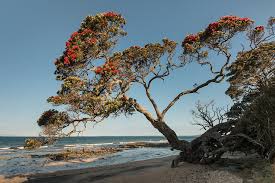 Check spelling or type a new query. New Zealand Christmas Tree San Diego Zoo Animals Plants