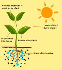 What Are The Conditions For Photosynthesis Photosynthesis Oxygen Plant Plants