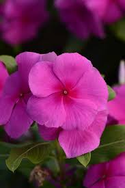 Image result for Catharanthus roseus