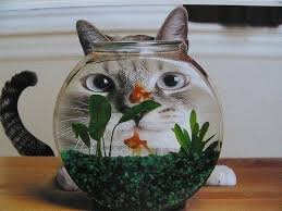 Let's get started, shall we? Why Do Cats Like Eating Fish So Much Crazy Cats Kittens Funny Cats
