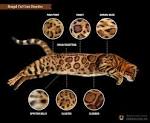 The Bengal Cats Different Types and Colours