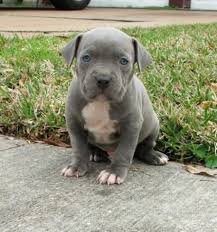 The first fact about when puppies open their eyes is that they keep them closed for at least one whole week. 10 Reasons To Consider Owning Blue Pitbull Puppies