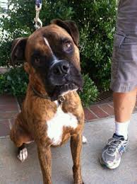 Puppyfinder.com strongly recommends reading these adoption tips before adopting a puppy. Tebow Blue Ridge Boxer Rescue Hickory Nc Boxer Dog Rescue American Boxer Dog Boxer Dog Breed