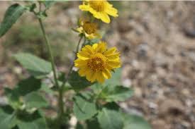 Image result for Verbesina encelioides