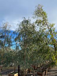 Image result for Eucalyptus camaldulensis