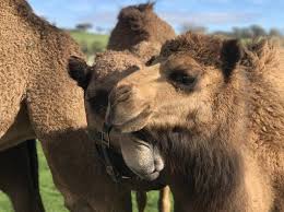 Star of india, san salvador, californian :: Oasis Camel Dairy Farm A Fun Family Friendly Day Trip