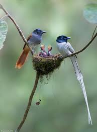 Asian Paradise Flycatcher Terpsiphone Paradisi Merapoh Pahang Malaysia 20150611 0233 Beautiful Birds Birds Animals Beautiful