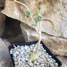 Image result for Raphionacme