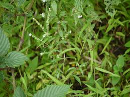 Image result for Cynoglossum lanceolatum