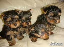 Teacup yorkies, teacup biewer terriers, teacup chihuahuas, teacup pomeranians, teacup maltese, teacup poodles, imperial shih tzus, french bulldogs, and more!. Purebred Tiny Teacup Yorkie Puppies For Sale Text 609 536 9707 Pets For Sale In Chicago Illinois Usadscenter Com Mobile 145407