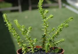 Image result for Crassula schimperi