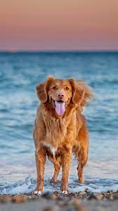 The Latest Iphone11 Iphone11 Pro Iphone 11 Pro Max Mobile Phone Hd Wallpapers Free Download Retriever Dog Pet Retriever Cute Dog Wallpaper Dog Wallpaper
