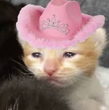 Hopefully the post content article crying cat meme cowboy hat. Pin On Meow