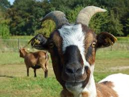Spreekbeurt Geit Dierenbescherming Nl