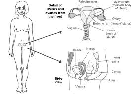 During puberty, your ovaries start to release an egg each month. Ovarian Cyst Womens Health Group