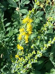 Image result for Sophora velutina