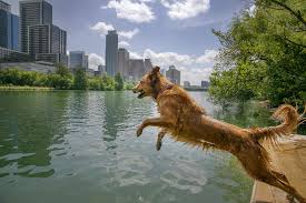 Golden retrievers are among america's most popular breeds. Algae Can Poison Your Dog The New York Times
