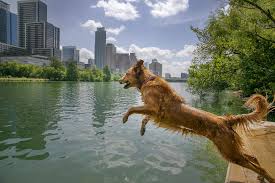 Black widow is an upcoming american superhero film based on the marvel comics character of the same name. Algae Can Poison Your Dog The New York Times