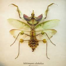 The exhausted bee left the mantis on a floating flower but planted a seed in the mantis's body before it died. Pin On Animals