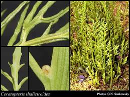 Image result for Ceratopteris thalictroides