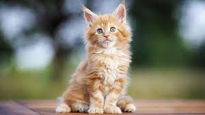 The maine coon has a distinctive chirp and warble to its vocality. Maine Coon Price Personality Lifespan
