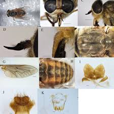 Image result for Panicum habrothrix